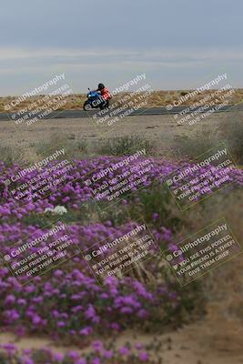 media/Jan-14-2023-SoCal Trackdays (Sat) [[497694156f]]/Turn 14 Exit Bloomig (145pm)/